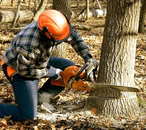 Tree Removal in Louisa, VA